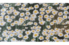 DAISIES PVC WIPE CLEAN PVC  TABLE COVERING 140CM WIDE PRICED PER METRE PLEASE CHANGE THE QUANITTY IN